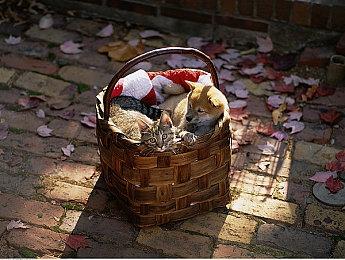 定制专属GT派车！《绝地求生》迈凯伦联动