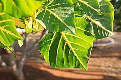 《绝地潜兵2》不会在头盔上加帽子 虽然曾经这样做过